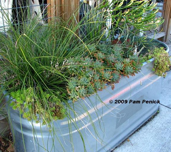 Succulent trough planter